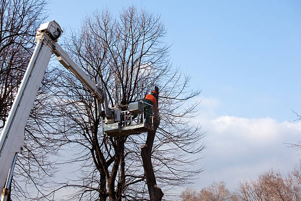 Best Tree Trimming and Pruning  in Georgetown, CO