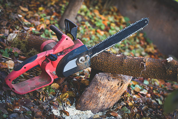 Best Lawn Disease Treatment  in Georgetown, CO